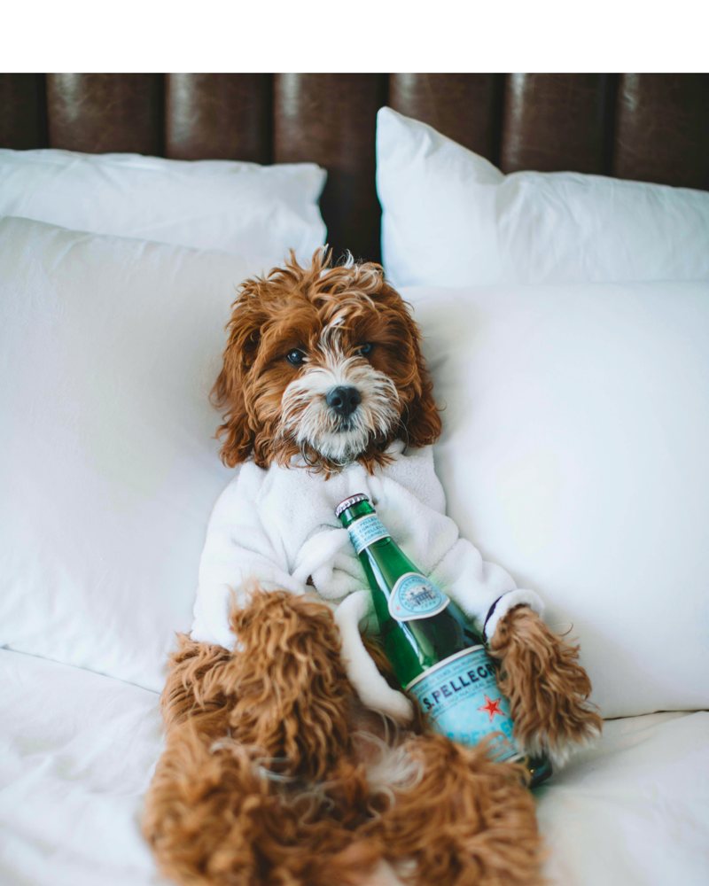 Charter Hotel Seattle Instagram post of a dog in a hotel robe